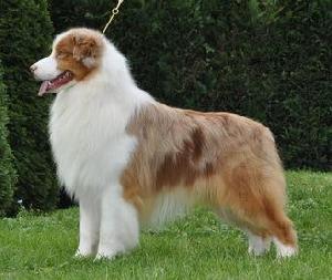 Australian Shepherd Energie S Paparazzi Energie Des Costys Du Tomberg Id 2834