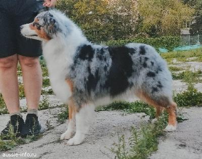 Приложение:Заимствованные слова в русском языке — Викисловарь