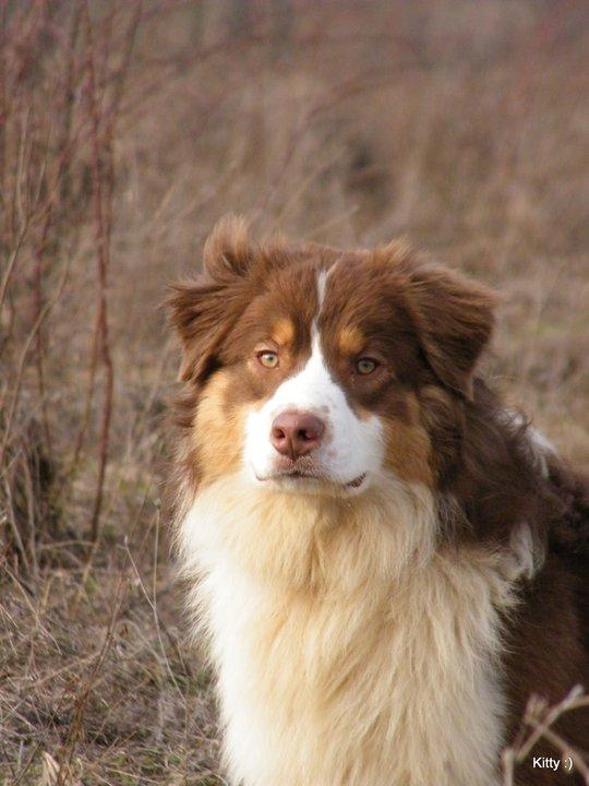 AUSTRALIAN SHEPHERD - Silver Dream Aussie's Ultimate Chance ID: 2326